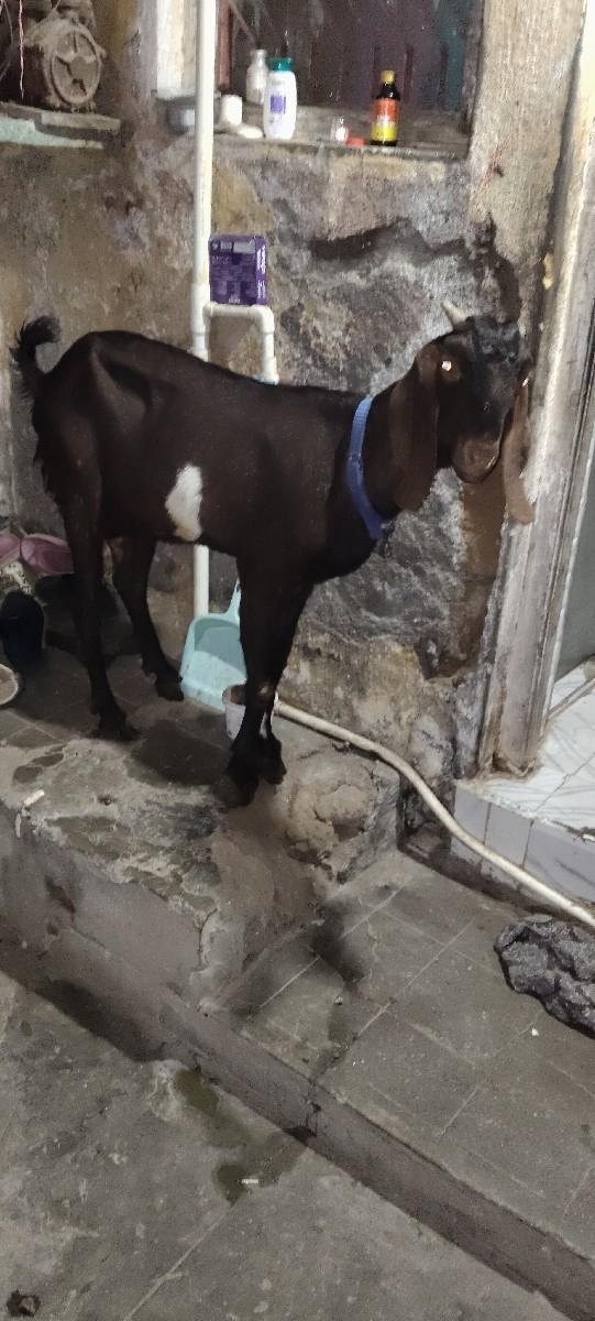 થંબનેલ 3