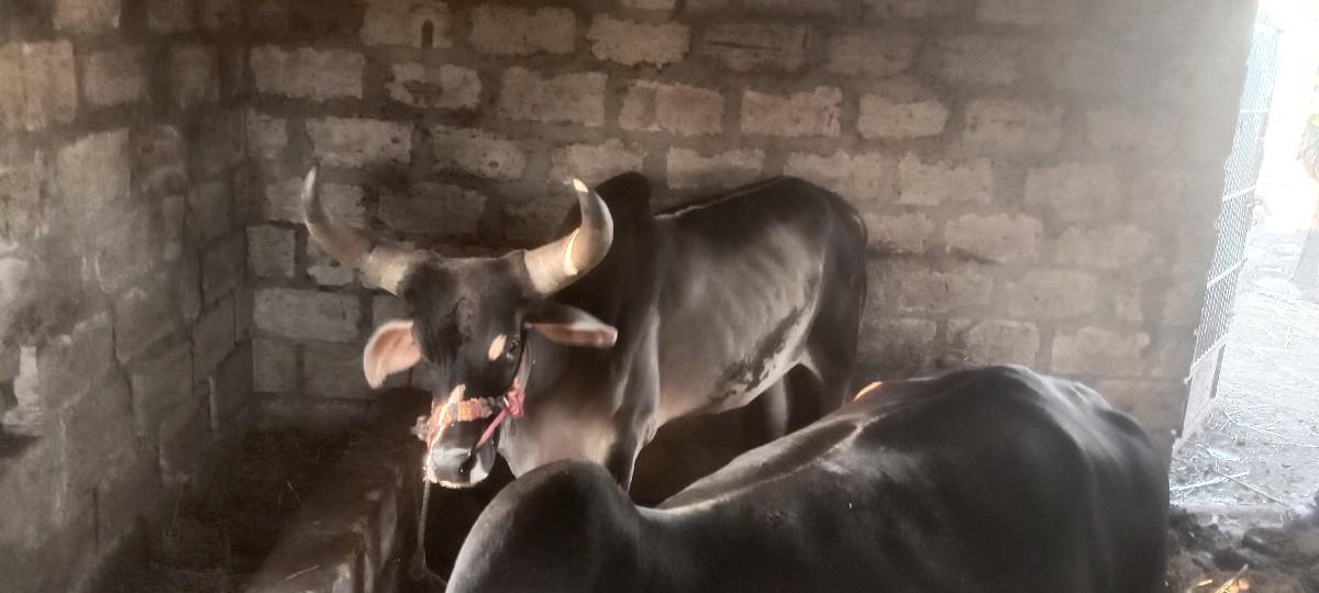 थंबनेल 3