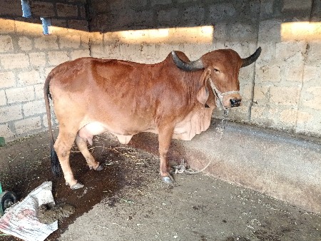 વેચવાની છે