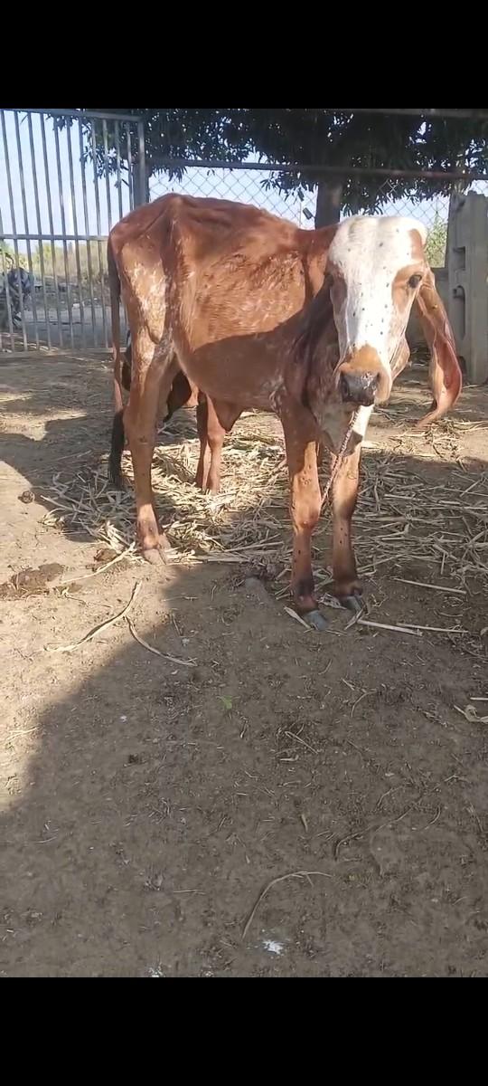 કાબરી વાસ્ળી