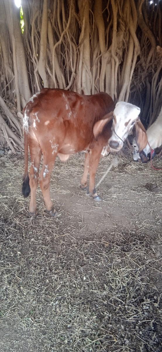 थंबनेल 2