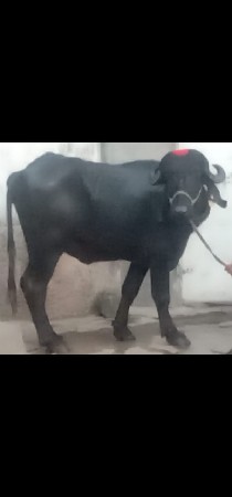 थंबनेल 3