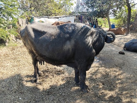 थंबनेल 3