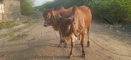 થંબનેલ 2