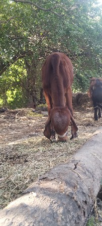 સેલ કરવાની છે