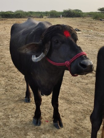 વેચવાની છે