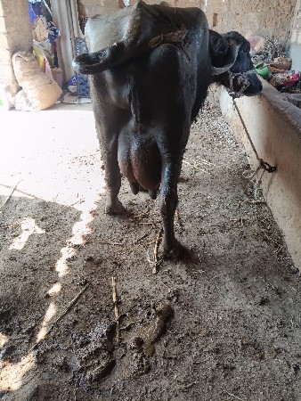 थंबनेल 3