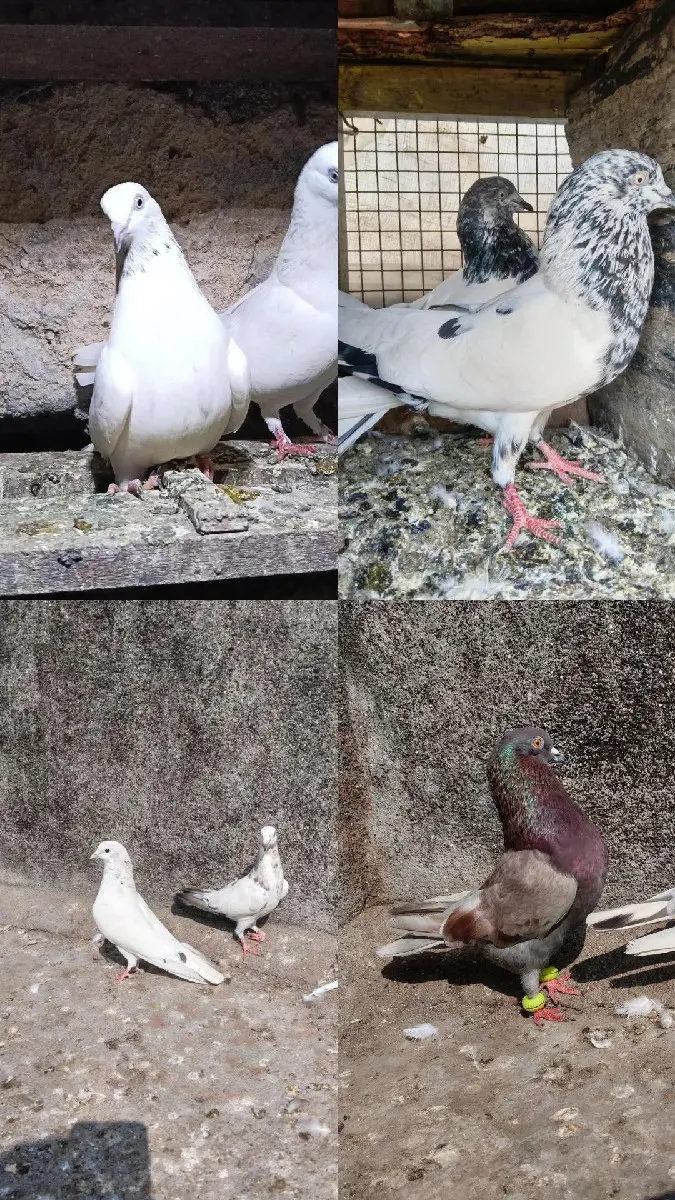 kabutar vechava na che