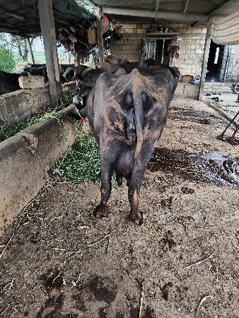 थंबनेल 3