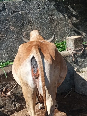 થંબનેલ 2