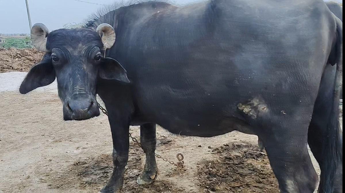 ઓરીજન બન્ની ભેંસ વેચવાની છે