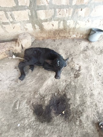 थंबनेल 3