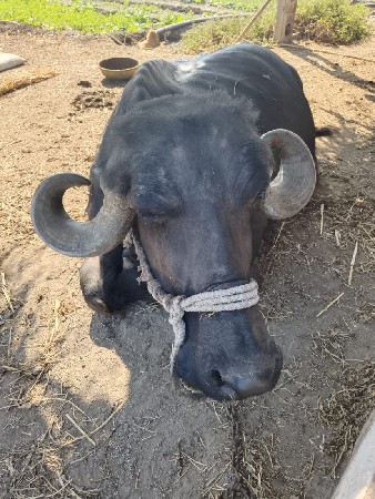 વેચવા ની છે