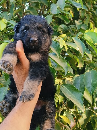 જર્મન શેફર્ડ  મેલ વેચવાનો છે