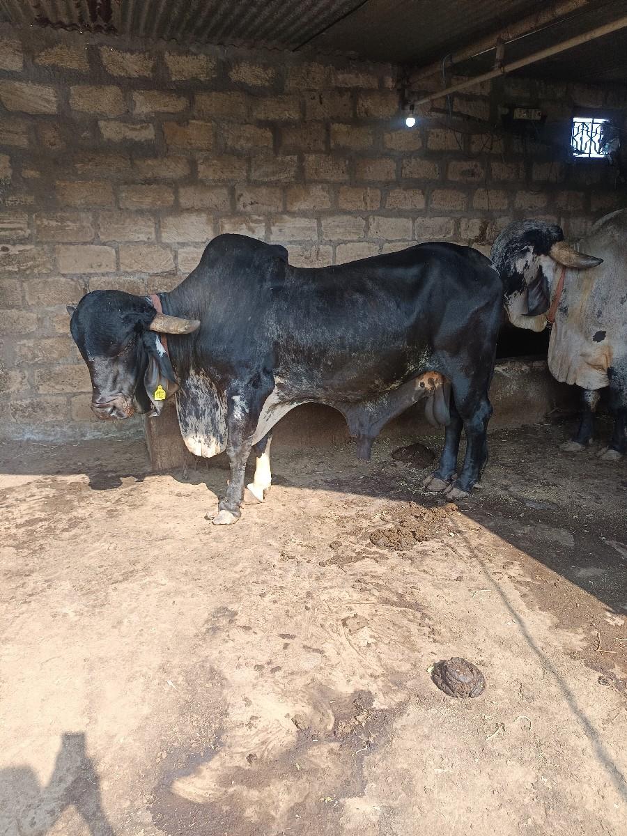 યોરીજલ ગીર ખુટ યાપવાનો સે