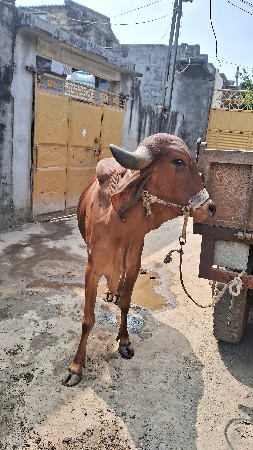 ગીર ગાય વાસડી બૈ વેસવાના સે