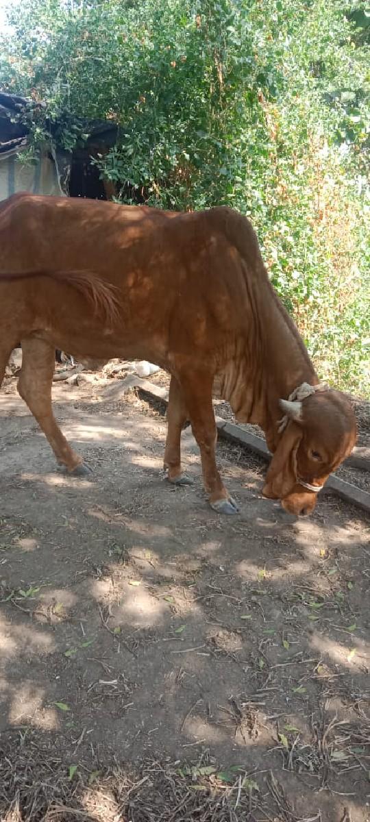 थंबनेल 5