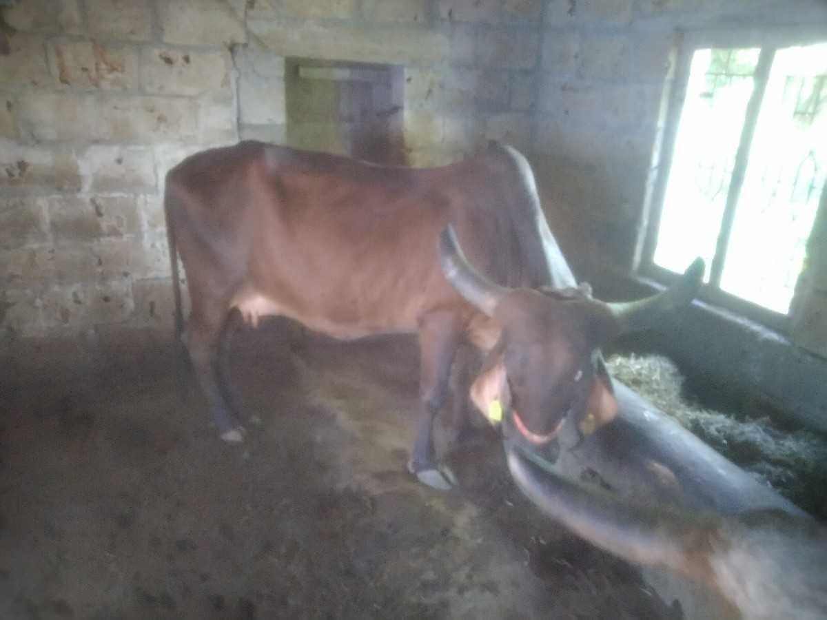 બે ગાય વેચવાની છે