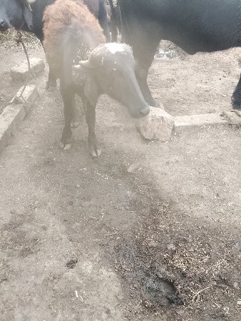 પાડી વેચવાની છે