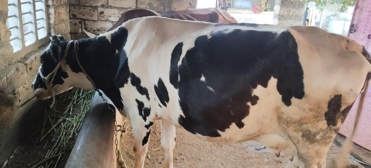 થંબનેલ 3