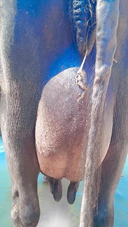 ભેસ વેસવા ની સે