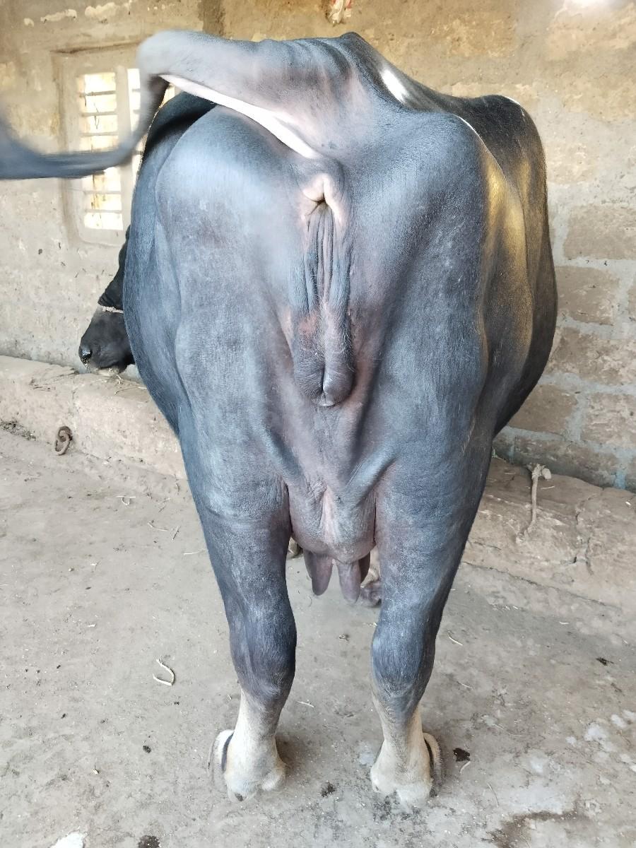 थंबनेल 3