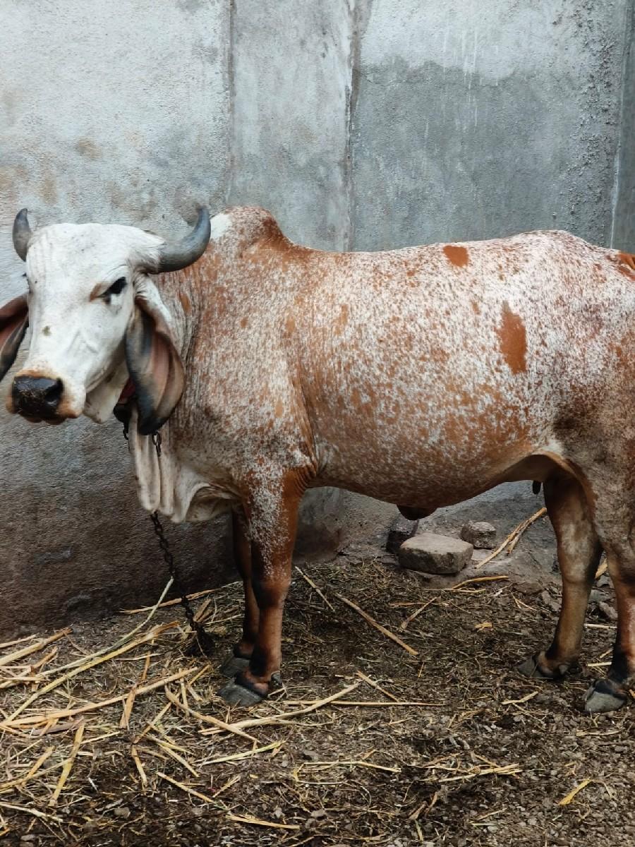 થંબનેલ 3