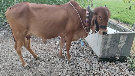 ગીર ગાય વેચવાની છે