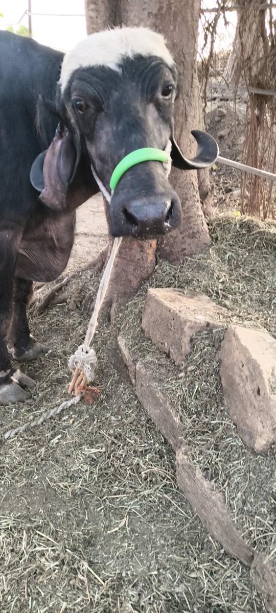 થંબનેલ 3