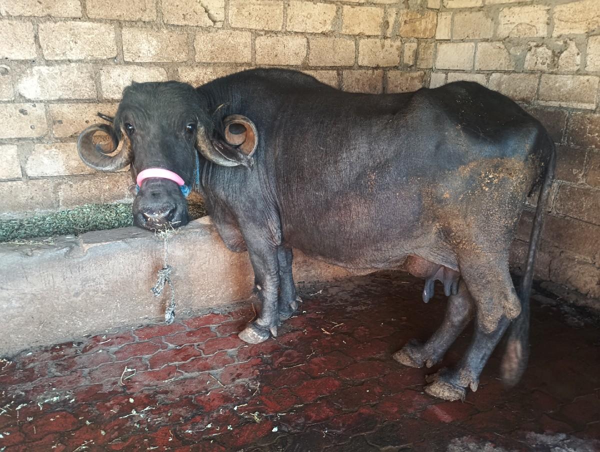 थंबनेल 2