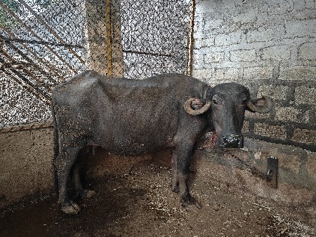 थंबनेल 2