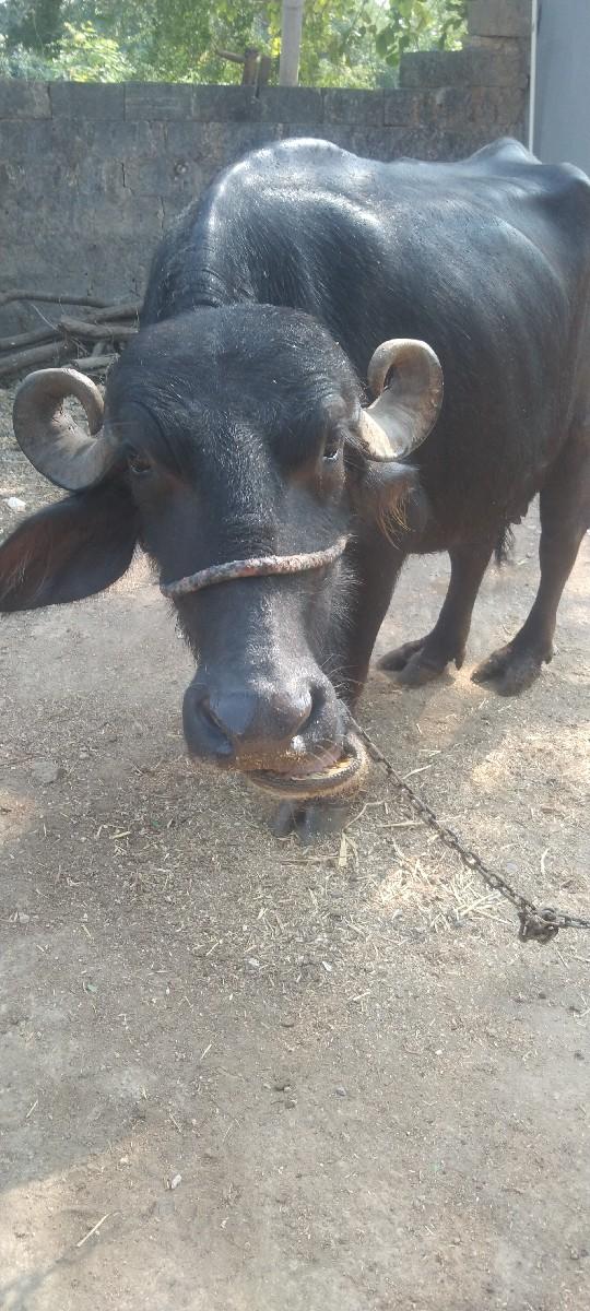 થંબનેલ 2