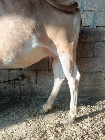 ગાય વેચવાની છે