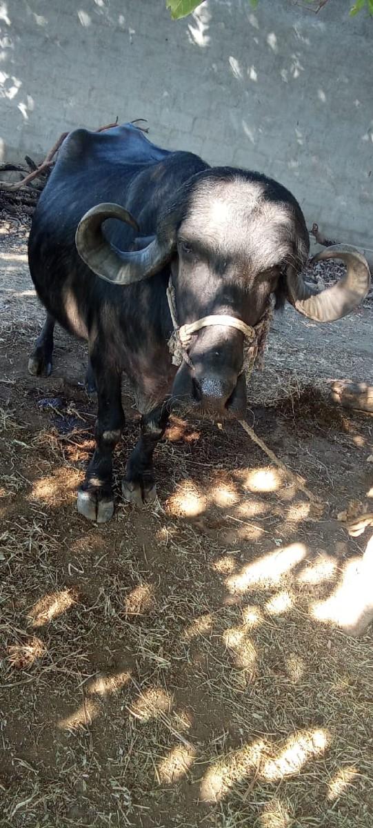 थंबनेल 2