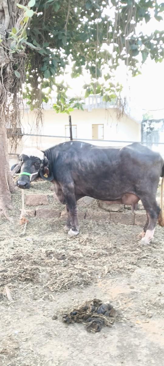 થંબનેલ 2