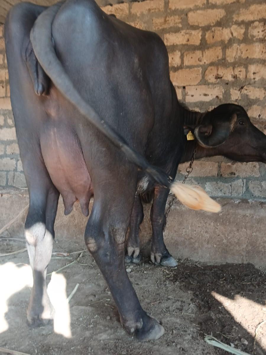 થંબનેલ 2