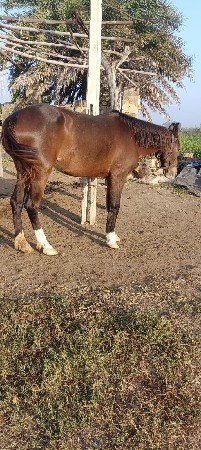 ઘોડી ના સાટા કરવા છે