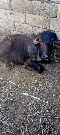 પાડા.વેચવાના.છે