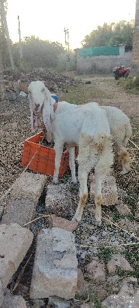 થંબનેલ 2