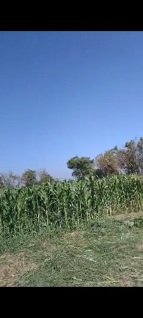 લીલું વેચાણ માં છે