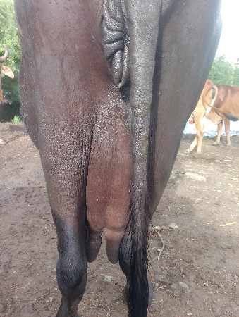 ભેંસ વેચવાની છે