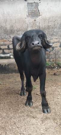 જાફાબાદી ખડાય વેસવાની છે