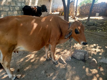 थंबनेल 2