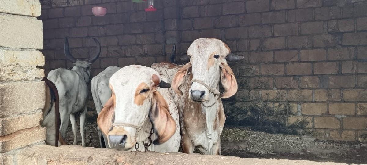 ગાય વેચવાની છે