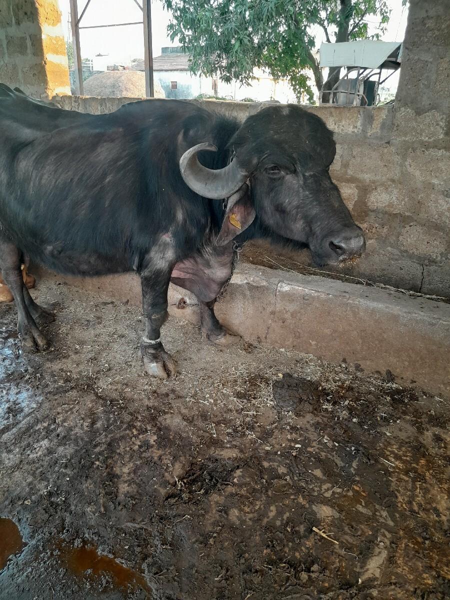 थंबनेल 2