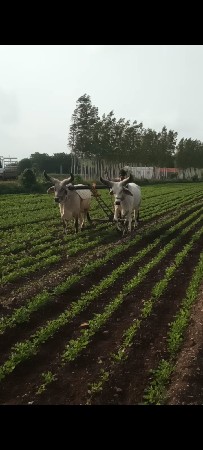 બલદ વેચવાના છે