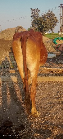 આ બળદ વેચવાનો છે