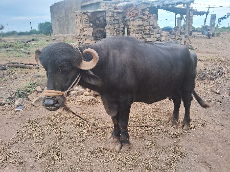 थंबनेल 2