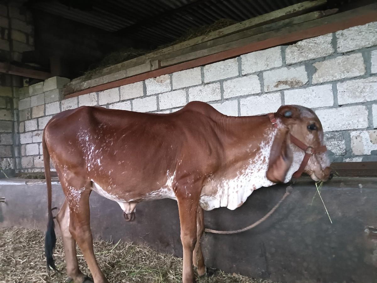 વાછડી વેચવાની છે