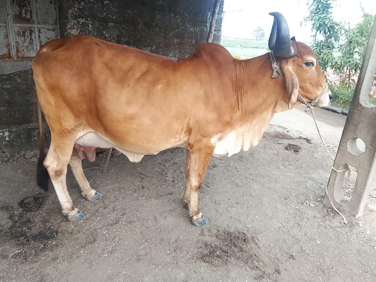 थंबनेल 3